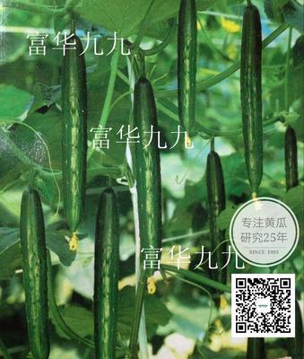 日本类型黄瓜种子