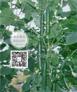 富华二号日本类型黄瓜种子青岛新干线