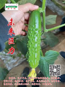 华南型旱黄瓜——未来巨力
