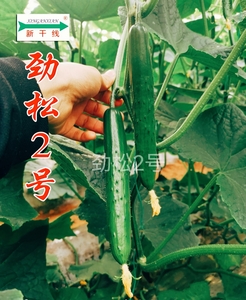 劲松2号耐热日本类型黄瓜