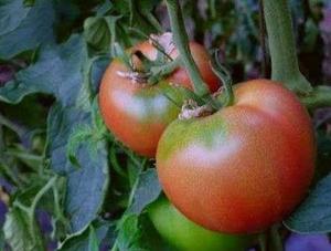 世界一号番茄种子