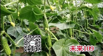 旱黄瓜种子