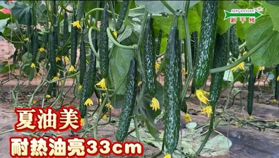 华北型密刺黄瓜——夏油美