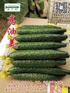 华北型密刺黄瓜——高油美