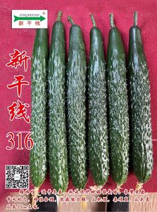 华北型密刺黄瓜——新干线316