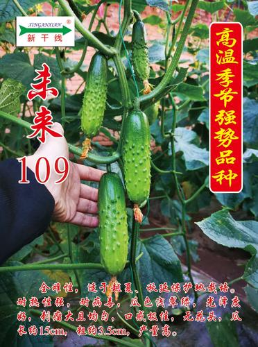 未来109大包旱黄瓜种子耐热品种