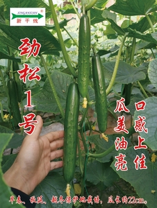 劲松1号-耐寒日本类型黄瓜